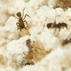 Illustration for article titled Emory Ants